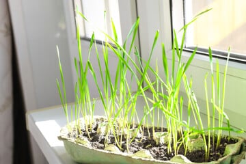 240 F 415150227 cKrRzhzW1PQEuN2NeWKl7v305weLwcMO