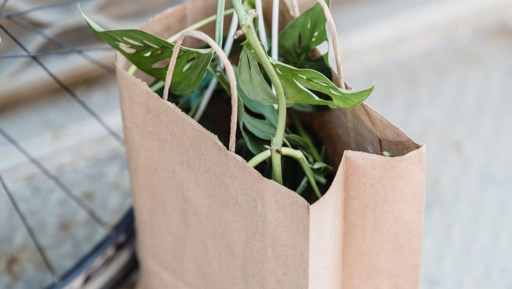 pexels blue bird 7242774